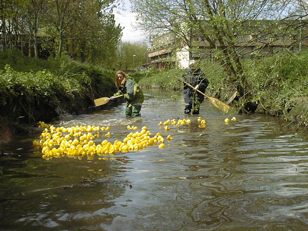 duck race on the river